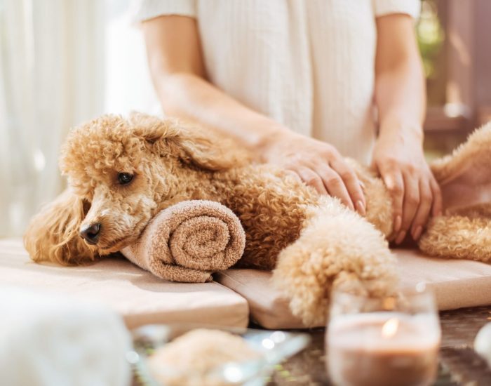 Woman giving body massage to a dog. Spa still life with aromatic candles, flowers and towel. Woman giving body massage to a dog. Spa still life with aromatic candles, flowers and towel.