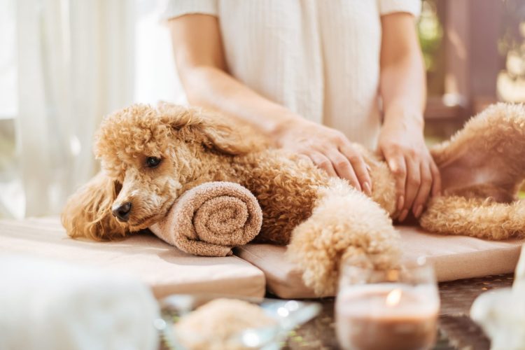 Woman giving body massage to a dog. Spa still life with aromatic candles, flowers and towel. Woman giving body massage to a dog. Spa still life with aromatic candles, flowers and towel.