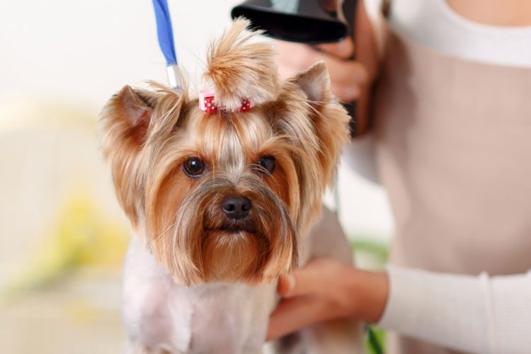 Yorkshire terrier is being finished by hairdryer styling. Yorkshire terrier is being finished by hairdryer styling.